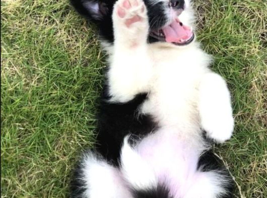 Irk Ve Sağlık Garantili Bordor Collie Bebeklerimiz Hazır görsel