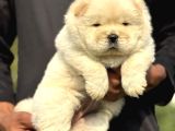 KARTOPU PANDA GİBİ CHOW CHOW YAVRULAR