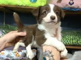 Burkemden Safkan Border Collie Yavrularımız