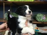 Burkemden Safkan Border Collie Yavrularımız