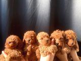 Poodle adana