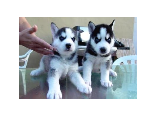 Sibirya Husky Yavrulari Mama Ve Malzeme Kampanya