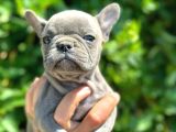 Fransiz Bulldog Yavrulari Mama Ve Malzeme Kampanyali
