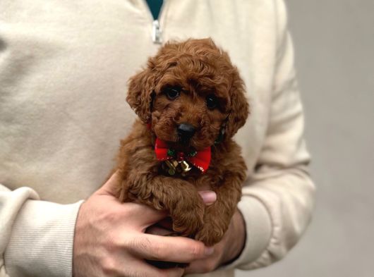 Toy Poodle Yavrular görsel