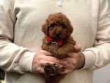 Toy poodle yavrular