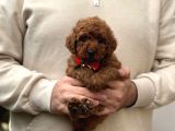 Toy Poodle Yavrular