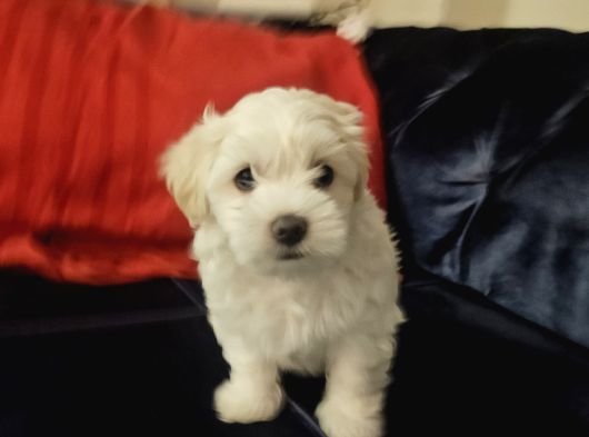 Özel Şartlarla Malltese Terrier Erkek Yavrular görsel