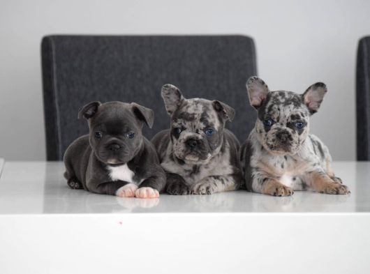 Fransiz Bulldog Yavrulari Mama Ve Malzeme Kampanyali görsel