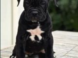 Canlı Olarak Görebilirsiniz Mükemmel Cane Corso