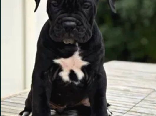 Canlı Olarak Görebilirsiniz Mükemmel Cane Corso görsel