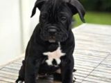 Canlı Olarak Görebilirsiniz Mükemmel Cane Corso