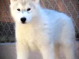 Husky Sibirya Kurdu Yavrular