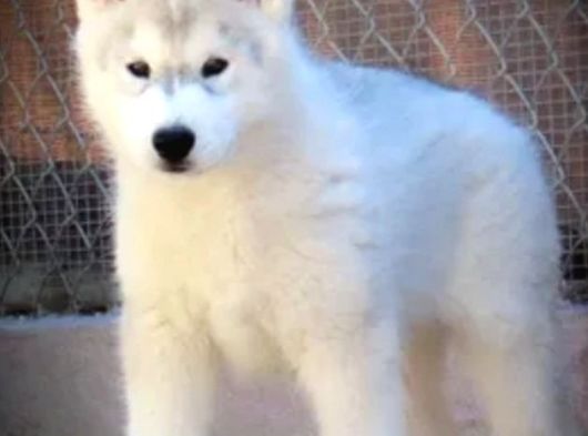 Husky Sibirya Kurdu Yavrular görsel