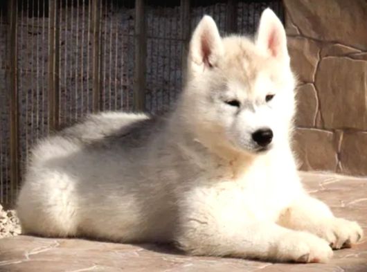 Husky Sibirya Kurdu Yavrular