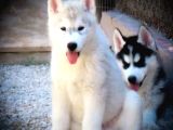 Husky Sibirya Kurdu Yavrular