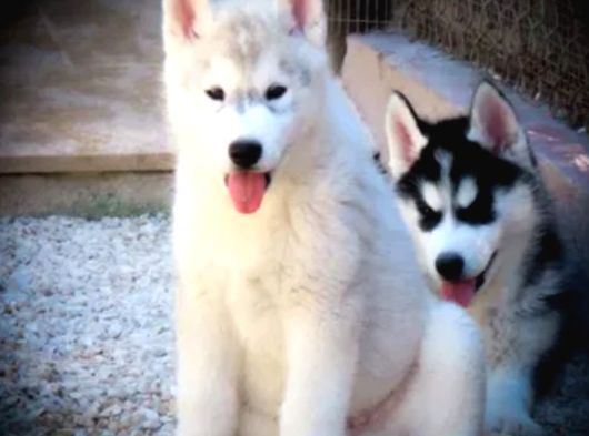 Husky Sibirya Kurdu Yavrular görsel
