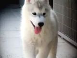 Husky Sibirya Kurdu Yavrular