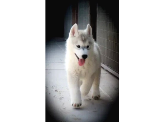 Husky Sibirya Kurdu Yavrular görsel