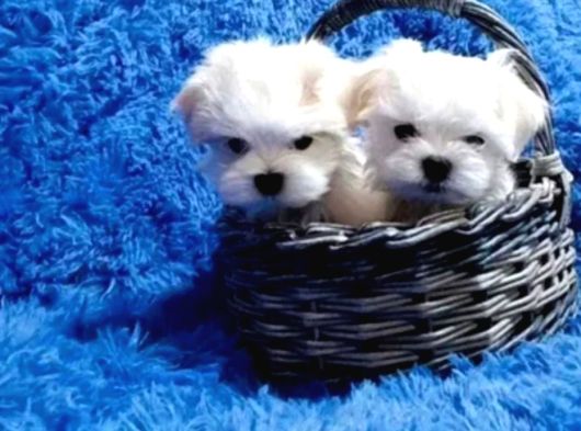 Kore kan mükemmel güzellikte maltese terrier
