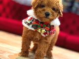 Sevi̇mli̇ Toy Poodle Yavrumuz