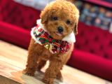SEVİMLİ TOY POODLE YAVRUMUZ