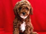 Malti̇poo Ci̇nsi̇ Yavrular Ev Üreti̇mi̇