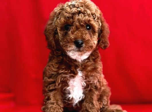 Malti̇poo Ci̇nsi̇ Yavrular Ev Üreti̇mi̇ görsel