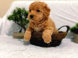 Ev Üretimi Harika Maltipoo Yavrular