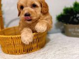 Ev Üretimi Harika Maltipoo Yavrular