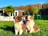Enfes Border Collie Yavruları Aşıları tam