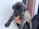 Dev Cane Corso Yavlarımızı Her Renk Mevcut
