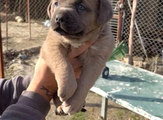 Dev Cane Corso Yavlarımızı Her Renk Mevcut görsel