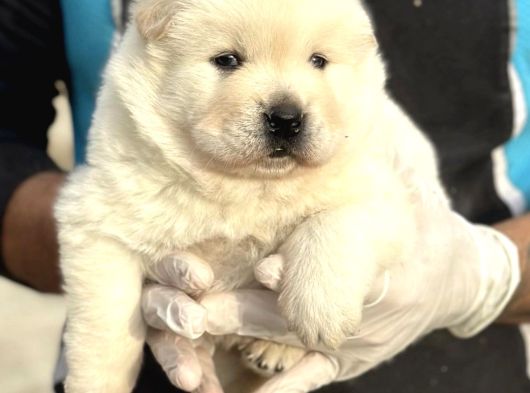 Çin Aslanı  Chow Chow Yavrularımız Her Renk Mevcut Mor Dil görsel