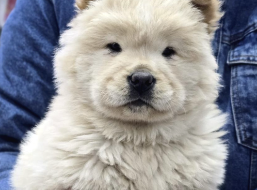 Çin Aslanı  Chow Chow Yavrularımız Her Renk Mevcut Mor Dil görsel