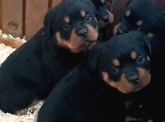 A Kalite Koca Kafa Rottweiler Yavrularımız görsel