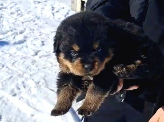 A Kalite Koca Kafa Rottweiler Yavrularımız görsel