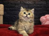 Vonalppet Garantisiyle British Shorthair Yavrularimiz