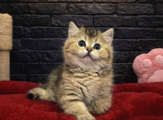 Vonalppet Garantisiyle British Shorthair Yavrularimiz görsel