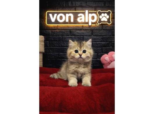Vonalppet Garantisiyle British Shorthair Yavrularimiz