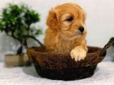 Ev Üretimi Harika Maltipoo Yavrular