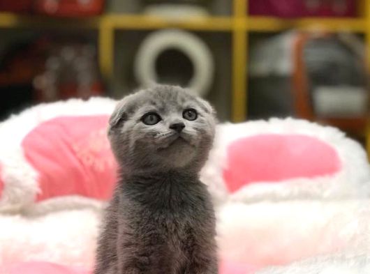 Blue Scottish Fold Yavrularim