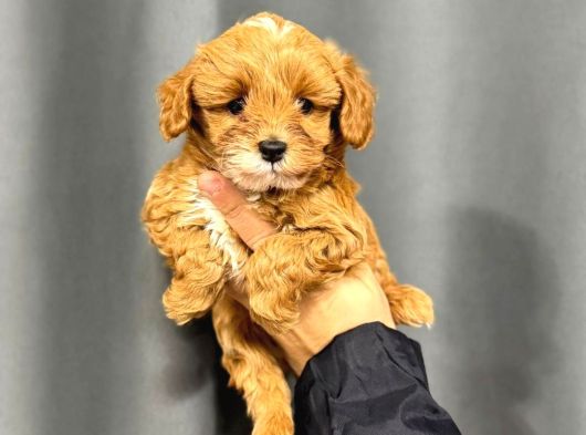 Malti̇poo Ci̇nsi̇ Yavrular Ev Üreti̇mi̇