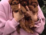 Ev Üretimi Orjinal Toy Poodle Yavrularımız
