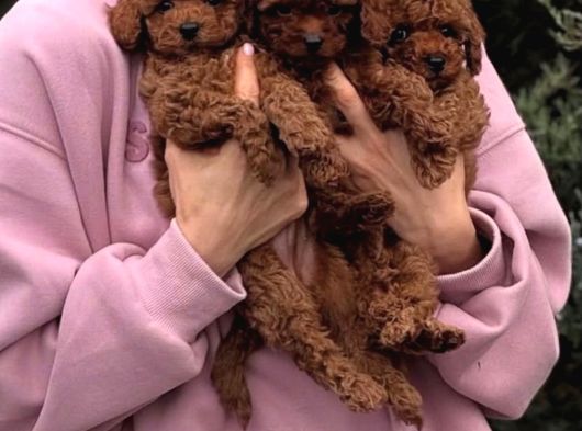 Ev Üretimi Orjinal Toy Poodle Yavrularımız görsel