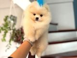 Pomerinian Boo Yavrulari Mama Ve Malzeme Kampanyali