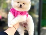 Pomerinian Boo Yavrulari Mama Ve Malzeme Kampanyali