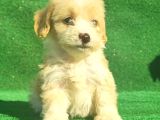 Maltipoo Dışı Ve Erkek Bebegimiz