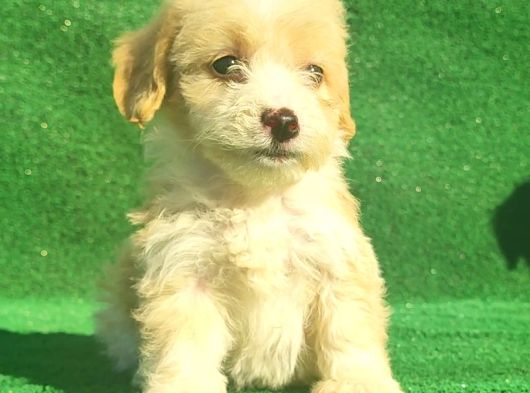 Maltipoo Dışı Ve Erkek Bebegimiz görsel