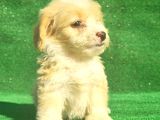 Maltipoo Dışı Ve Erkek Bebegimiz