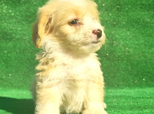 Maltipoo Dışı Ve Erkek Bebegimiz görsel